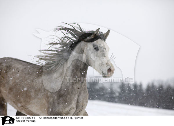 Araber Portrait / RR-50754