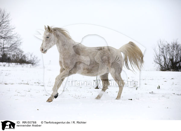 rennender Araber / RR-50788