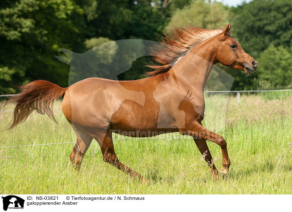 galoppierender Araber / NS-03821