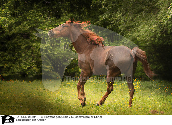 galoppierender Araber / galloping arabian horse / CDE-01304