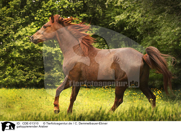 galoppierender Araber / CDE-01310