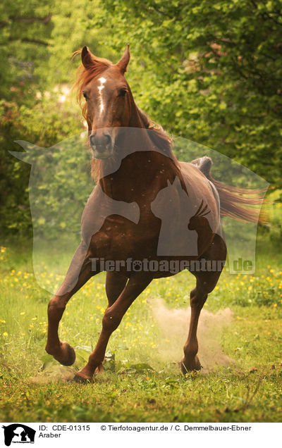 Araber / arabian horse / CDE-01315