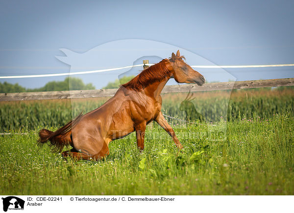 Araber / arabian horse / CDE-02241