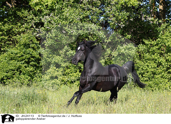 galoppierender Araber / JH-24113