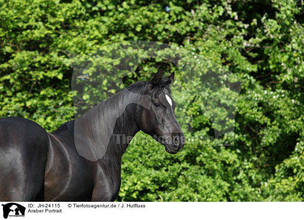 Araber Portrait / arabian horse portrait / JH-24115