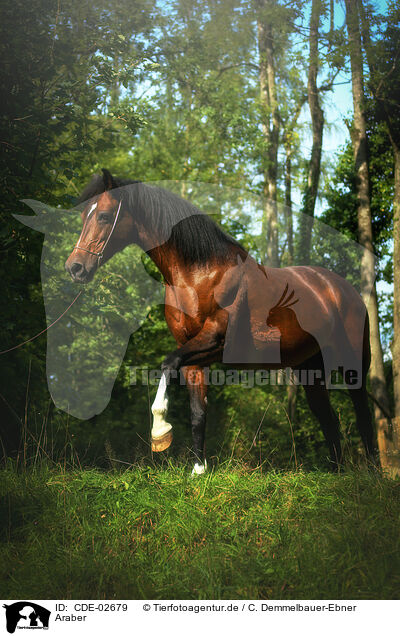 Araber / arabian horse / CDE-02679