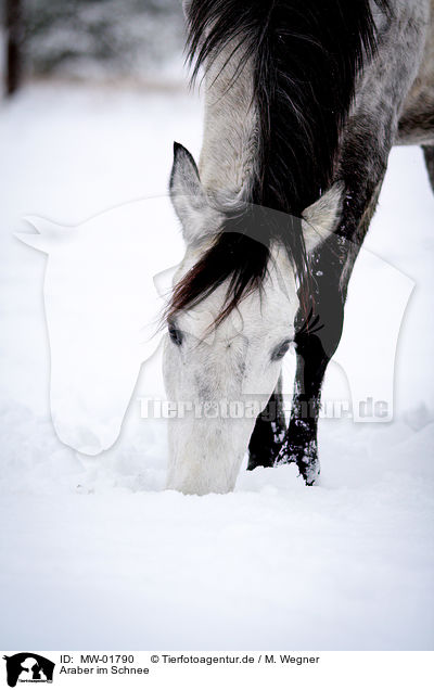 Araber im Schnee / MW-01790