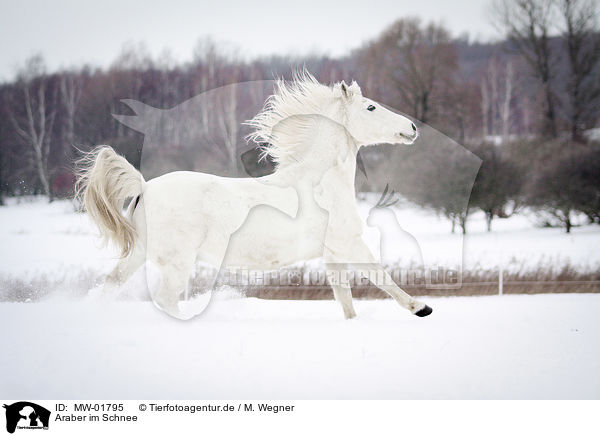 Araber im Schnee / Arabian Horse in snow / MW-01795
