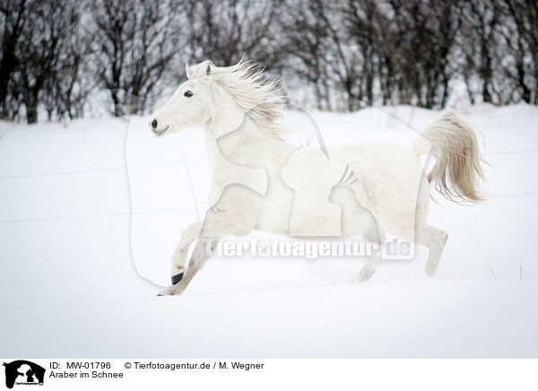Araber im Schnee / MW-01796