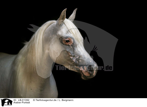 Araber Portrait / LB-01392