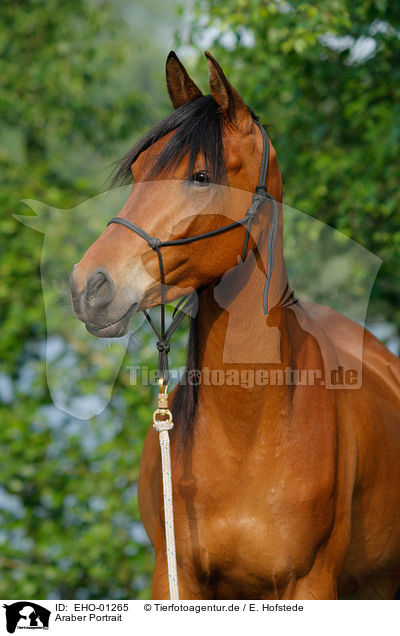 Araber Portrait / arabian horse portrait / EHO-01265