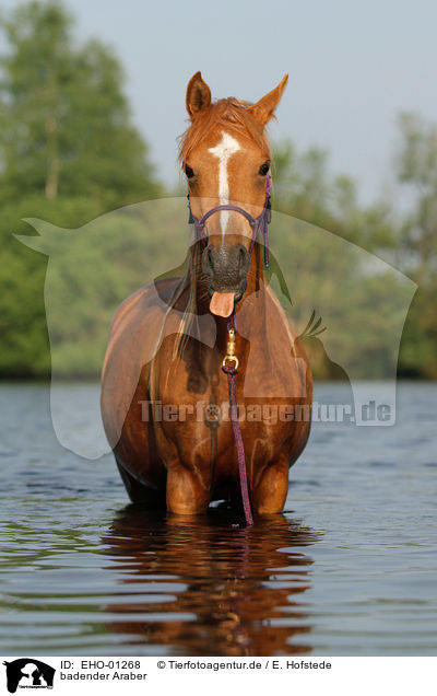 badender Araber / bathing arabian horse / EHO-01268