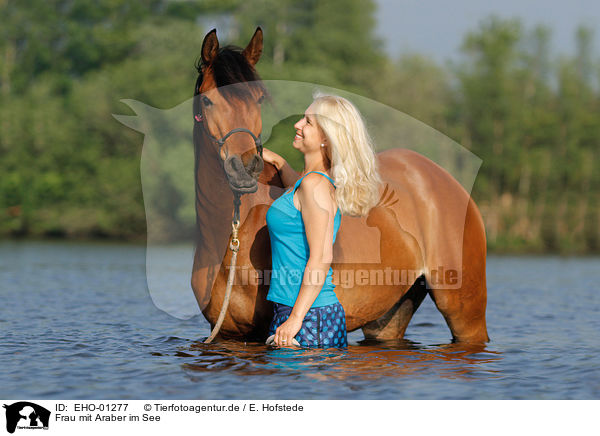 Frau mit Araber im See / woman with arabian horse in the lake / EHO-01277