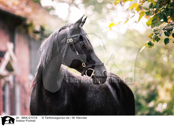 Araber Portrait / MAK-01016