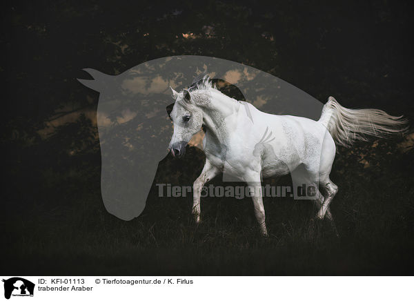 trabender Araber / trotting arabian horse / KFI-01113