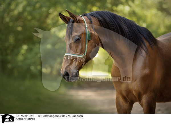Araber Portrait / VJ-01064