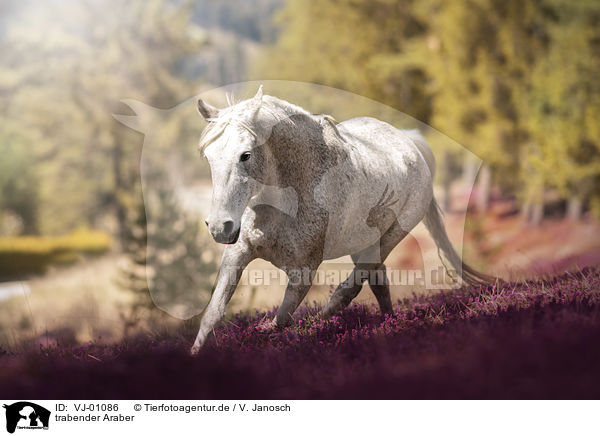 trabender Araber / VJ-01086