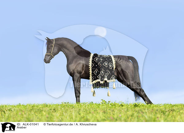 Araber / arabian horse / ALK-01041