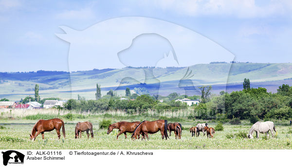 Araber Schimmel / ALK-01116