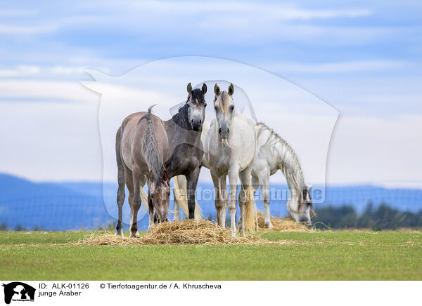 junge Araber / young arabian horses / ALK-01126