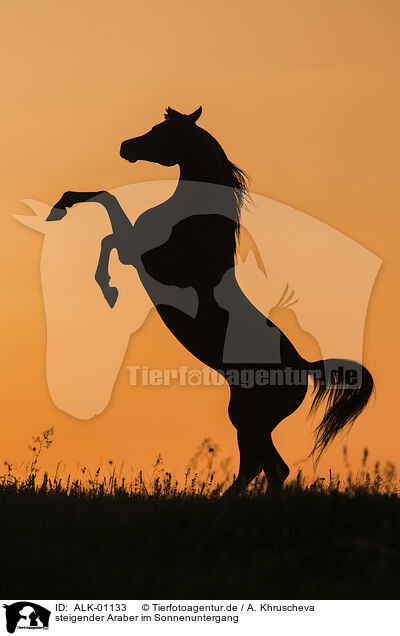 steigender Araber im Sonnenuntergang / rearing arabian horse in the sundown / ALK-01133