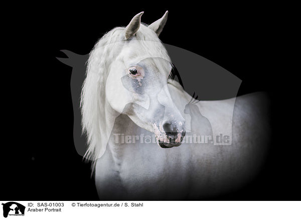 Araber Portrait / SAS-01003