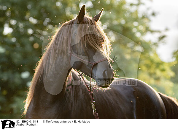 Araber Portrait / arabian horse portrait / EHO-01618