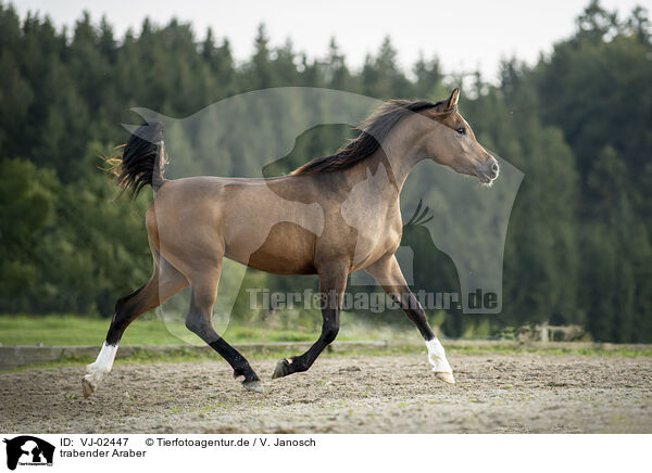 trabender Araber / VJ-02447
