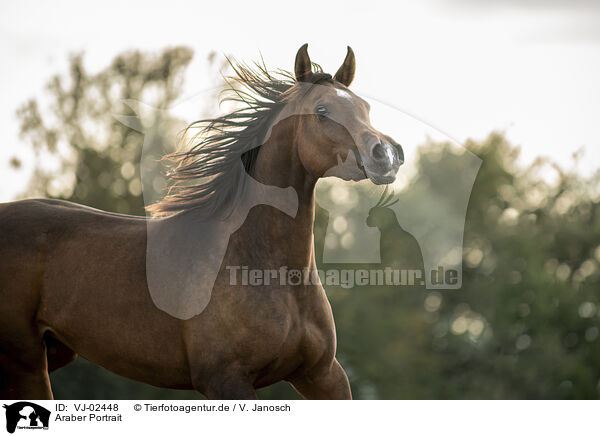 Araber Portrait / arabian horse portrait / VJ-02448