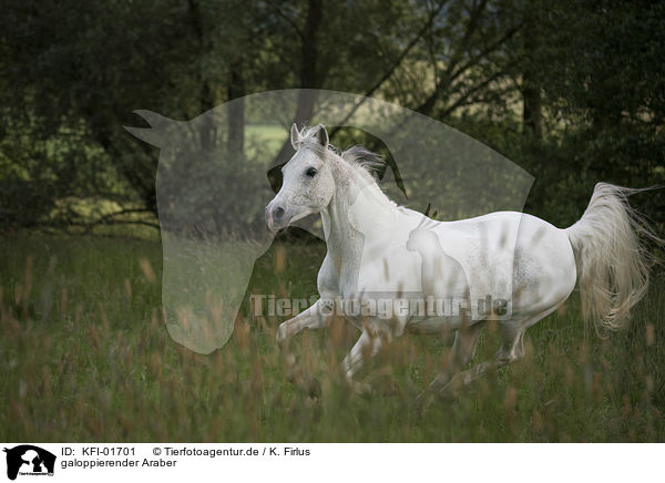 galoppierender Araber / galloping arabian horse / KFI-01701