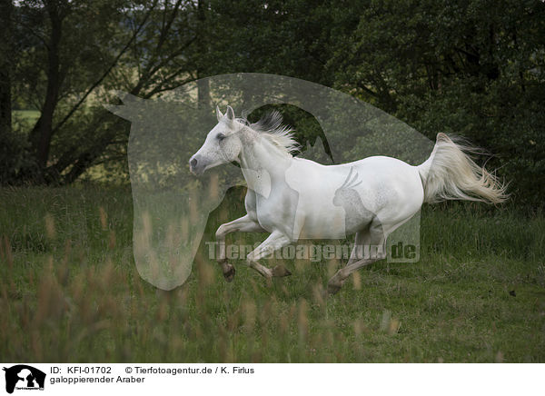 galoppierender Araber / galloping arabian horse / KFI-01702