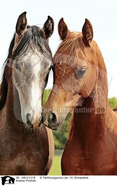Araber Portrait / arabian horses portrait / HS-01318