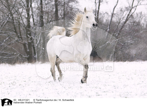 trabender Araber Portrait / trotting arabian horse / HS-01321