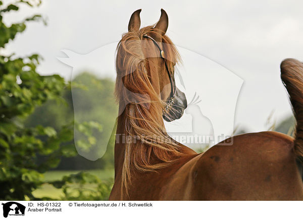 Araber Portrait / arabian horse portrait / HS-01322