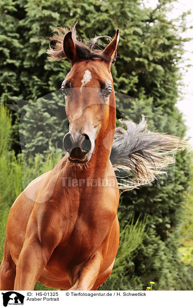 Araber Portrait / arabian horse portrait / HS-01325