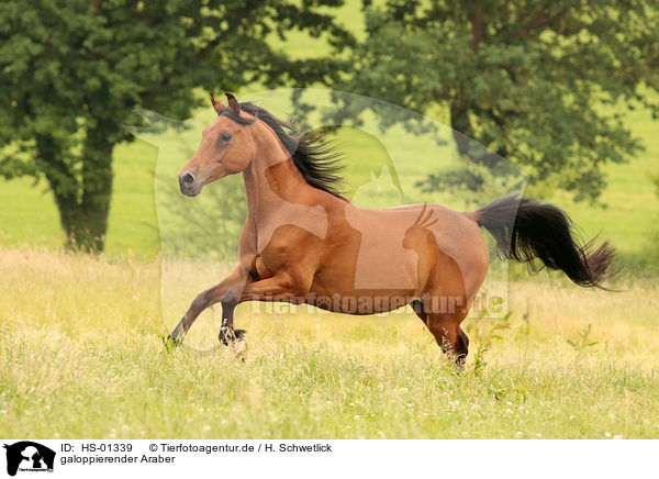 galoppierender Araber / HS-01339