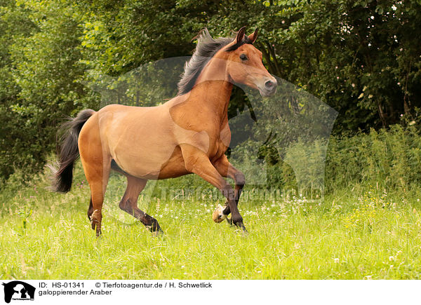 galoppierender Araber / galloping arabian horse / HS-01341