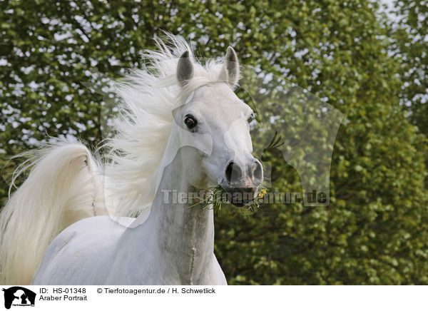Araber Portrait / arabian horse portrait / HS-01348
