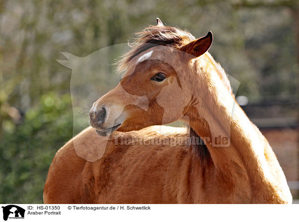 Araber Portrait / arabian horse portrait / HS-01350