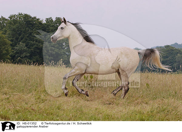 galoppierender Araber / galloping arabian horse / HS-01352
