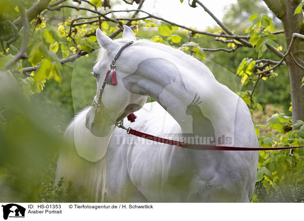 Araber Portrait / arabian horse portrait / HS-01353