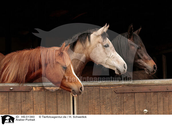 Araber Portrait / arabian horses portrait / HS-01360