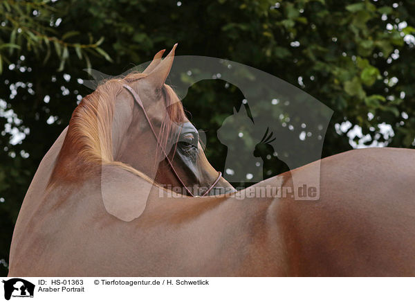 Araber Portrait / arabian horse portrait / HS-01363