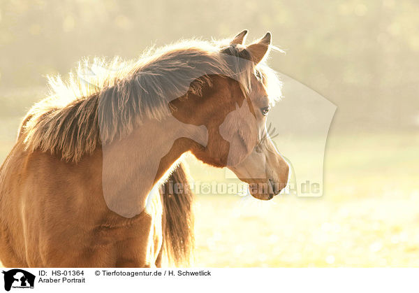 Araber Portrait / arabian horse portrait / HS-01364