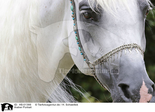 Araber Portrait / arabian horse portrait / HS-01366