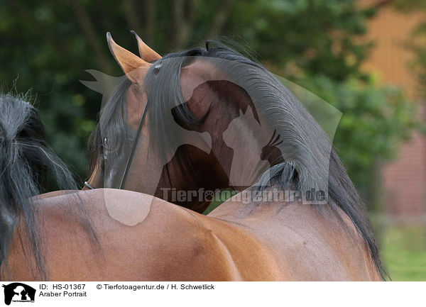Araber Portrait / arabian horse portrait / HS-01367