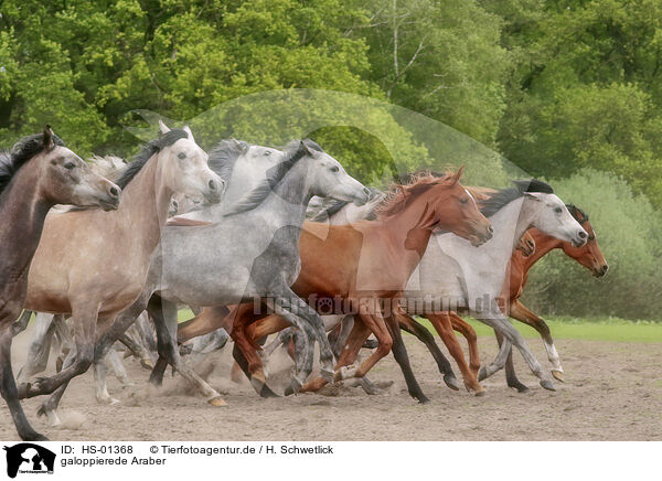 galoppierede Araber / galloping arabian horses / HS-01368