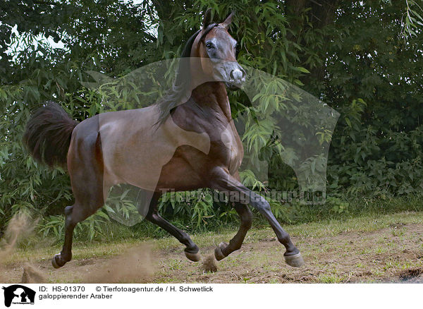 galoppierender Araber / galloping arabian horse / HS-01370
