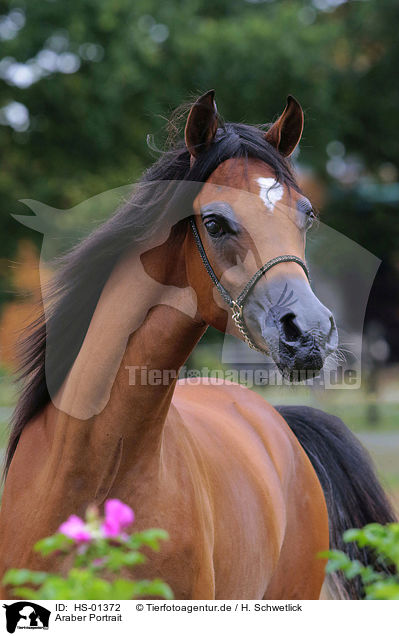 Araber Portrait / arabian horse portrait / HS-01372