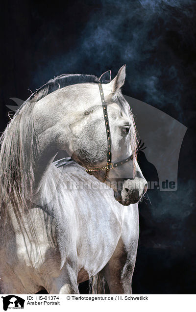 Araber Portrait / arabian horse portrait / HS-01374